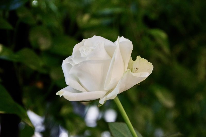 greenhouse表参道のテーブルに飾られた白いバラ。食事とともに楽しめる花の演出