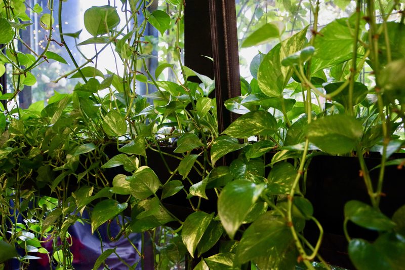 表参道greenhouse店内、壁一面に植栽されたポトスのグリーンウォール